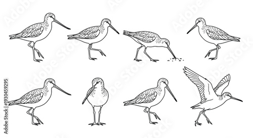 Illustrations of shorebirds in various poses showcasing their anatomy