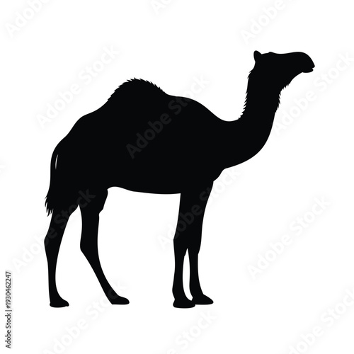 Camel Silhouette Profile animal desert