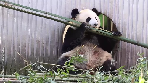 giant panda eating bamboo