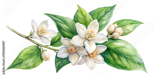 Water color of a vector of a jasmine flowers, isolated on a white background, Illustration Graphic, Drawing Vector, Painting clipart.
