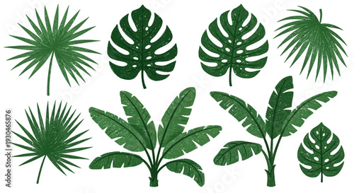 Exotic Tropical Foliage Collection of Green Leaves and Plants for Botanical and Nature Designs
