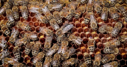 Honey Bees working on honeycomb close-up shot. Bees are best known to humans for their ecological roles as pollinators