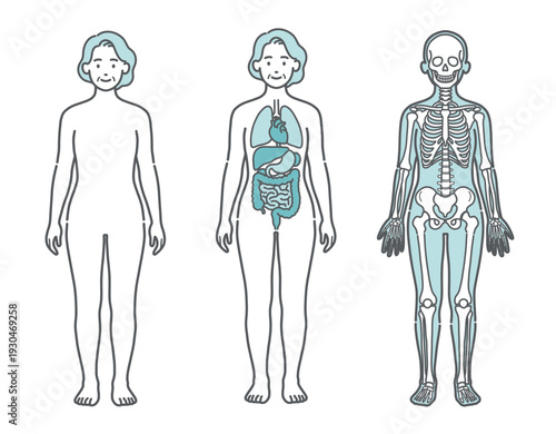 表面・内臓・骨格がわかるシニア女性の人体図・全身モデルのイラストセット（正面）
