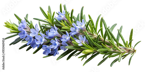 Blue Rosemary Flowers Isolated on White Background 