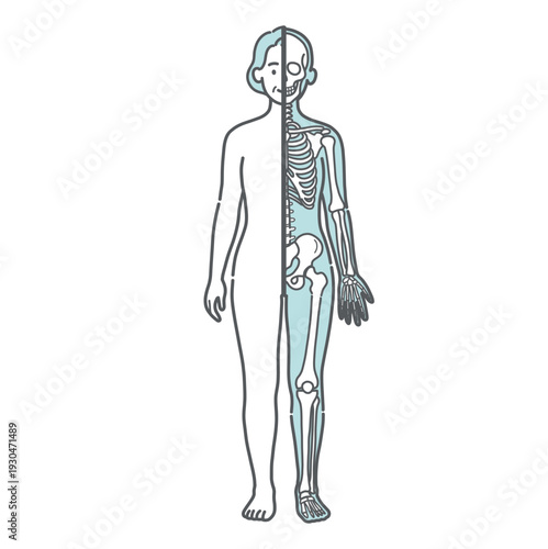 表面と骨格の対比がわかるシニア女性の人体図・全身モデルのイラスト（半身骨格・正面）