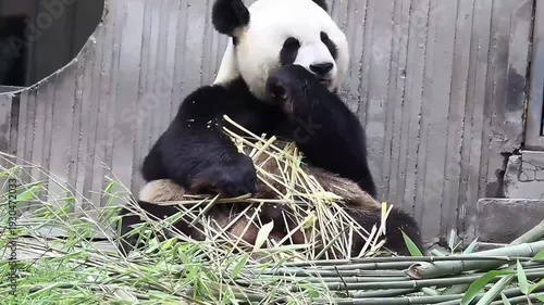 giant panda eating bamboo