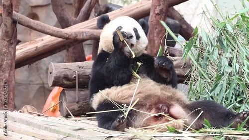 giant panda eating bamboo