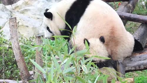 close up fluffy panda on movement