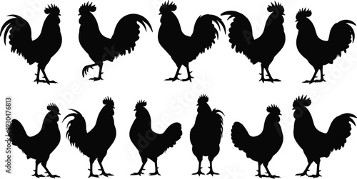 Rooster silhouette collection black farm chicken vector set with standing poses for agriculture logos rustic design and rural decoration