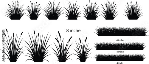 Set of grass and reed silhouettes in different heights isolated on white background, black plant vector illustration collection