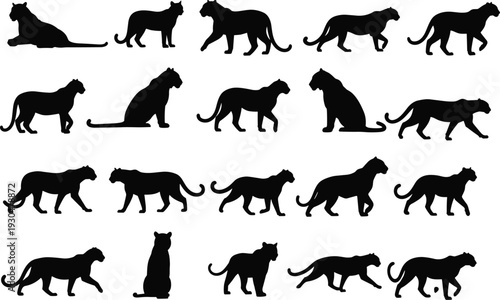Big cat silhouettes collection isolated on white background, panther leopard and cheetah walking poses black vector illustration set