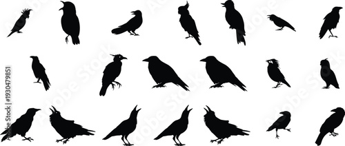 Crow and raven silhouette vector set. Black corvid birds in various poses and actions. Urban wildlife icons isolated for logo design, tattoo, Halloween theme and graphic use.