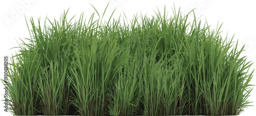 Dense patch of lush green grass with varied blade lengths and natural texture, perfect for landscaping, ecology, gardening, and nature-themed design projects