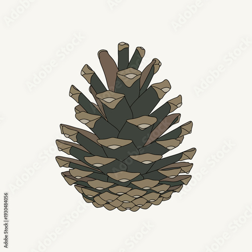 Vector pinecone illustration