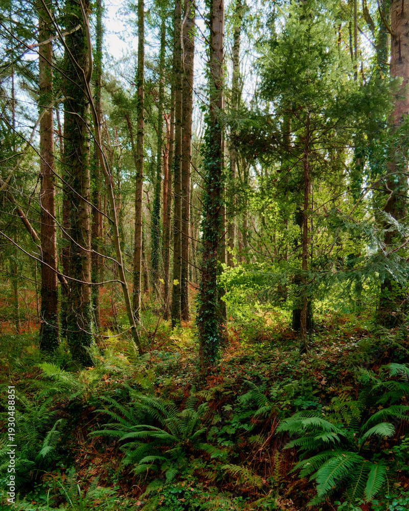 Fototapeta premium Sunlit forest undergrowth featuring abundant green ferns and towering trees in a serene woodland.