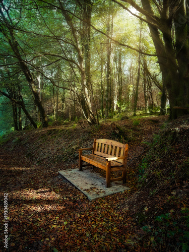 Wallpaper Mural An empty wooden park bench sits on a concrete pad amidst a forest of tall trees. Sunlight streams through the canopy, illuminating fallen autumn leaves on the ground. Torontodigital.ca