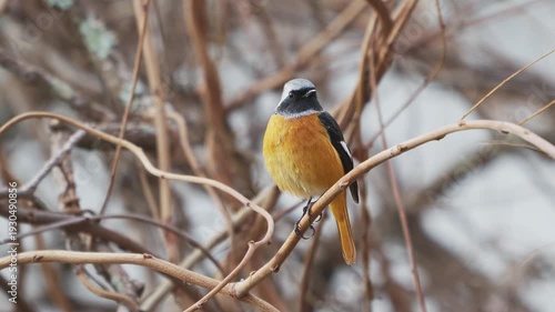 木の実を吐き出すジョウビタキのオス