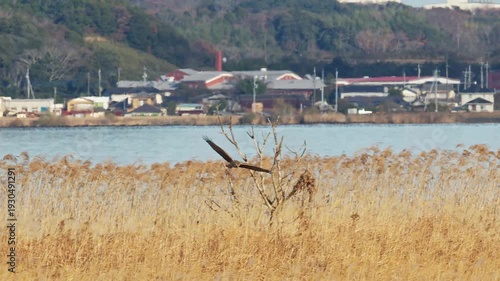 ハイイロチュウヒの飛翔 (スローモーション)
