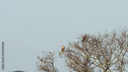 木にとまる2羽のチュウヒ
