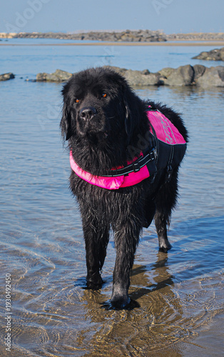 Black Newfoundland Dog in the Sea