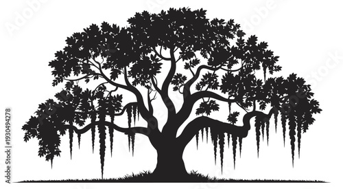 Majestic Live Oak Tree Silhouette, Detailed Southern Oak with Spanish Moss, Isolated on White Background, Botanical Illustration, Landscape Project Vector