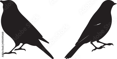 crow on a white background