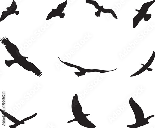 collection of birds