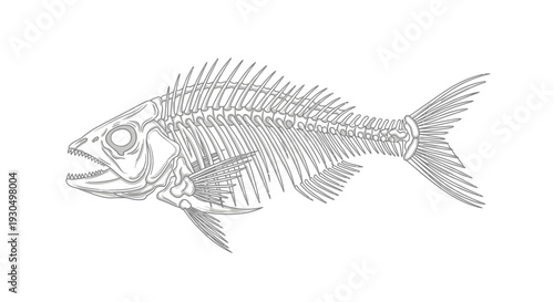 Fish Skeleton Icon Side View Vector Illustration of Aquatic Life and Anatomy