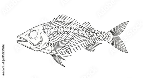 Detailed Vector Illustration of a Fish Skeleton, Perfect for Scientific and Educational Use