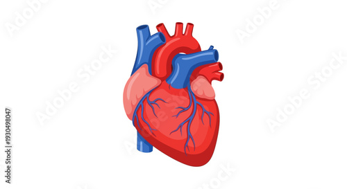 Vibrant flat 2D anatomical human heart vector illustration, showcasing intricate vessels and chambers for medical, health, and cardiology-related designs and educational content
