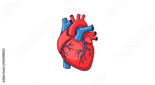 A detailed vector illustration of a human heart, showcasing its anatomy and circulatory system