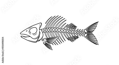 Vector illustration of a fish skeleton on a white background, skeletal structure of an aquatic animal, anatomical outline