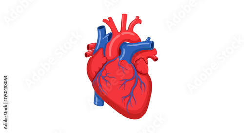 Detailed anatomical human heart vector illustration in a modern flat 2D design, perfect for health, biology, and medical icon graphics, representing vitality and scientific concepts