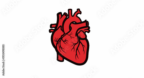 Vibrant red human heart anatomy vector icon, a clear and stylized illustration representing the essential organ for medical, health, and scientific themes in graphic design