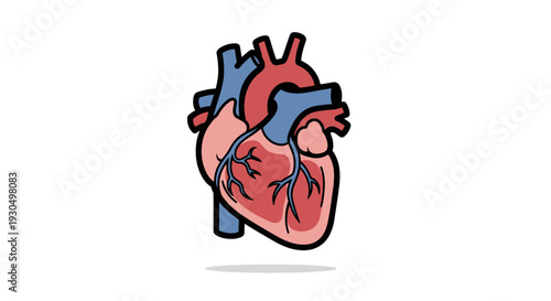 Vibrant anatomical human heart vector icon, showcasing detailed internal structures for medical education, cardiology concepts, and health awareness illustrations