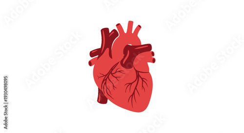 Detailed human heart anatomy vector icon for medical and health designs. A vital organ graphic illustrating cardiology and human biology concepts