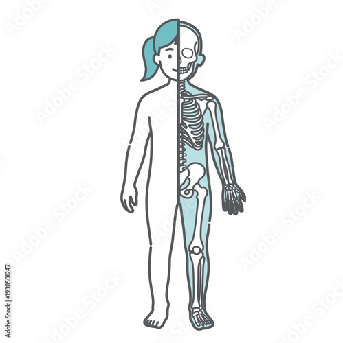 表面と骨格の対比がわかる女の子（子供）の人体図・全身モデルのイラスト（半身骨格・正面）