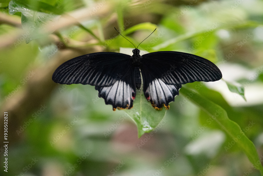 Naklejka premium butterfly on a leaf