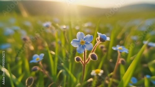 Blue Wildflower in Sunny Field Growing in Golden Hour