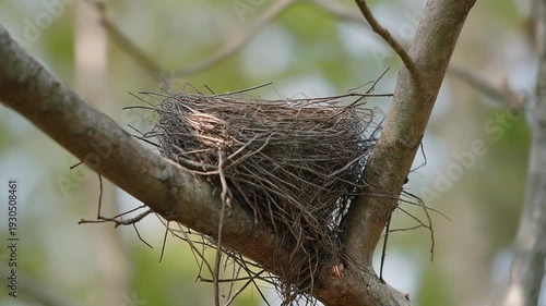 Nest Building in Tree Branches Observation