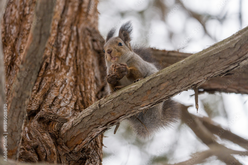 Obraz premium 北海道, リス, エゾリス, 栗鼠, 野生動物, げっ歯類, 動物, 自然, 小動物, 哺乳類, かわいい, アルビノ, 白, 冬, 雪, 野生, 可愛い, 生物, ふわふわした, 食べること, 森, 食べ物, 小さい, アウトドア