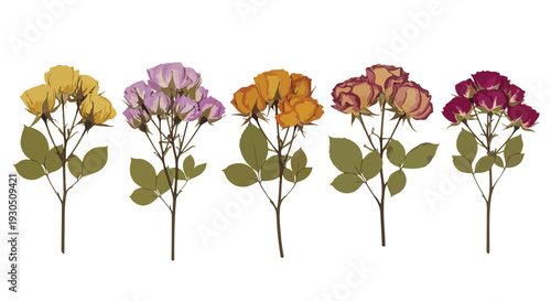 Set of 5 Dried Pressed Rose Branches Vector Illustration