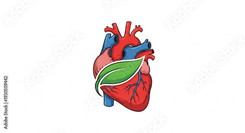 Human heart with green leaf symbolizing health and wellness cardiovascular care concept