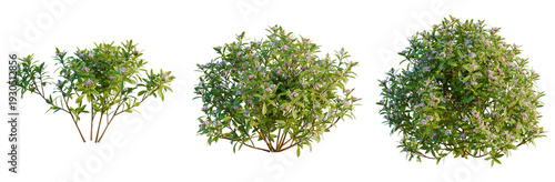 Photos Daphne odora Marginata tree, elevation, front view, cutout, transparent backgrou