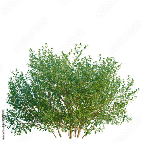 Εκτύπωση καμβά Ilex glabra tree, elevation, front view, cutout, transparent background, isolate