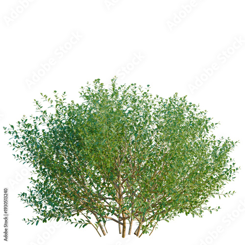 Bilde på lerret Ilex glabra tree, elevation, front view, cutout, transparent background, isolate