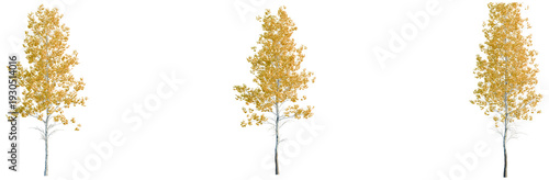 фотографія Populus tremuloides tree, elevation, front view, cutout, transparent background,
