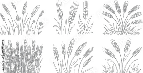 Wheat Grass and Flowers Illustration