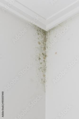 Fungus growing on a house wall indicating moisture damage and unhealthy indoor environment