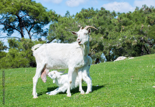 Mother goat and baby goat i...